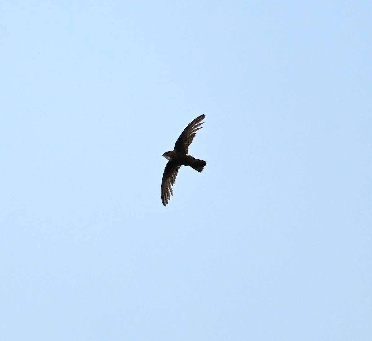 House Swift - ML638271172