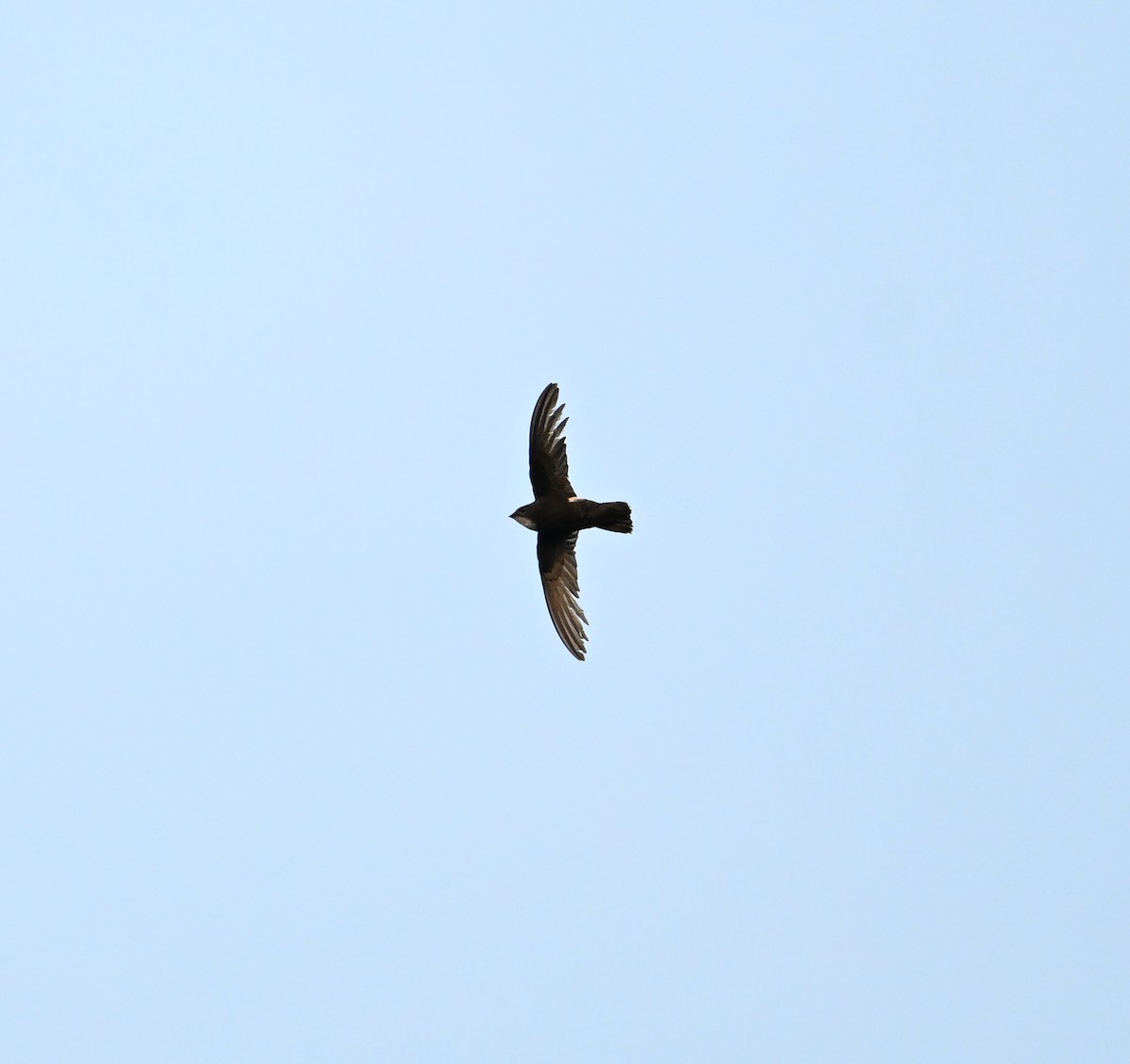 House Swift - ML638271174