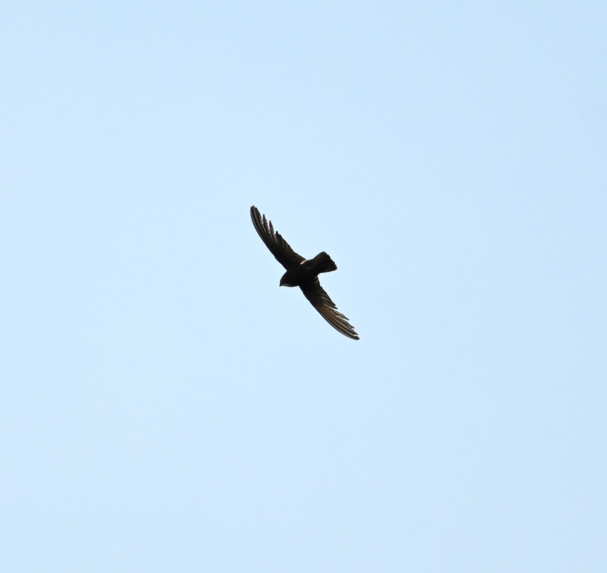 House Swift - ML638271175