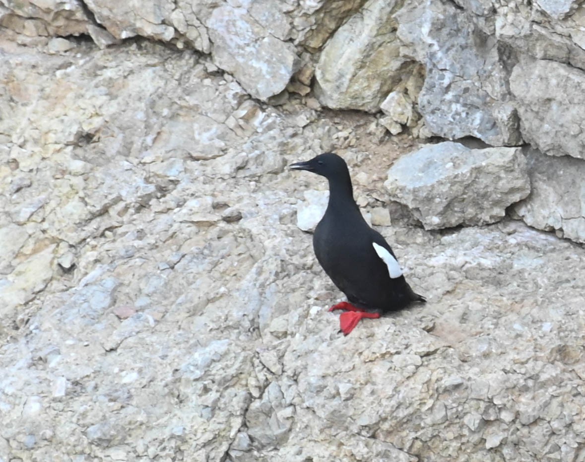 Black Guillemot - ML638271178