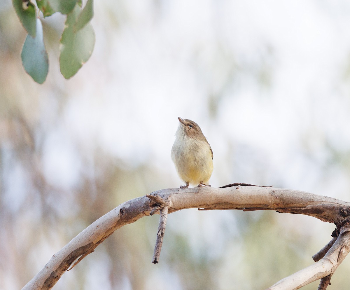 Weebill - ML638271182