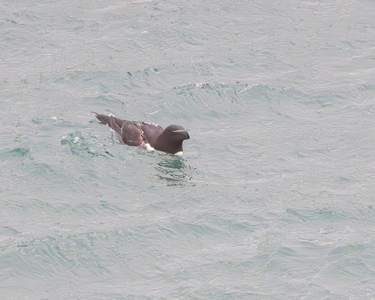 Razorbill - ML638271183