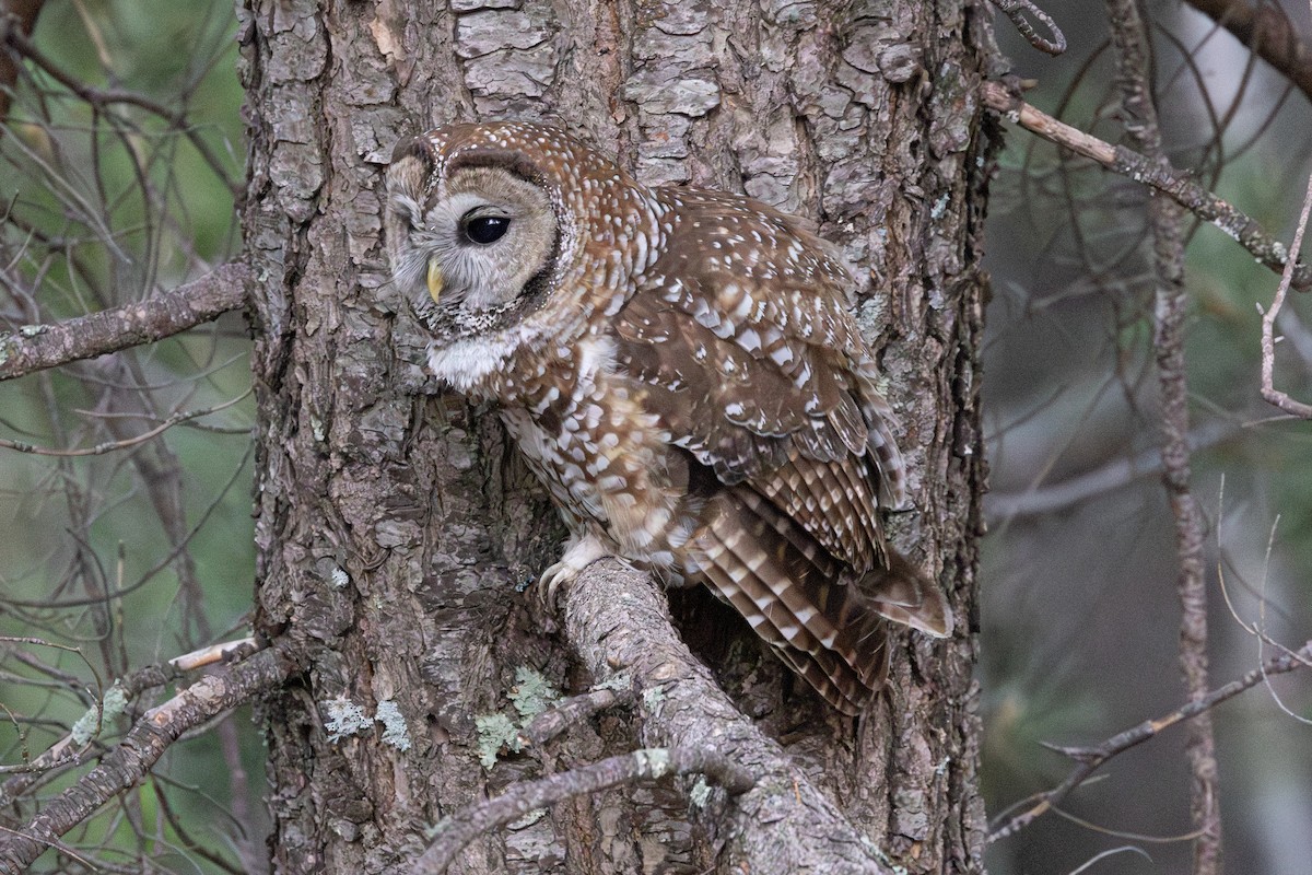 ニシアメリカフクロウ - ML638271189