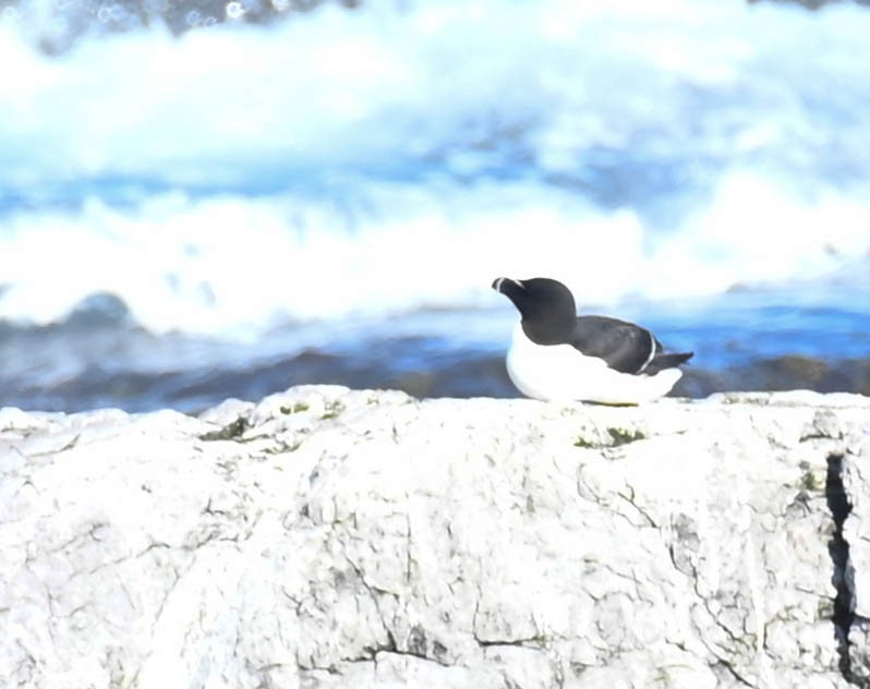 Razorbill - ML638271209