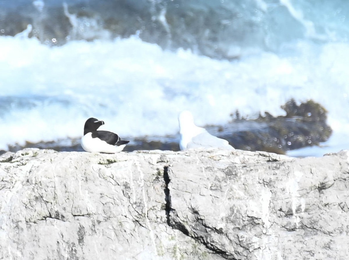 Razorbill - ML638271210