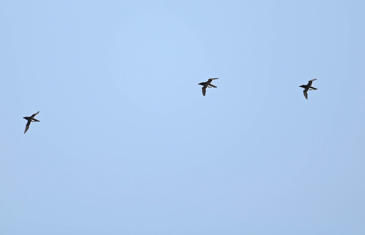 Razorbill - ML638271212