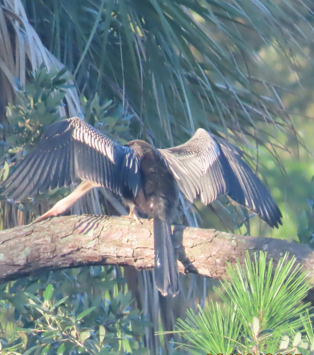 Anhinga - ML638271218