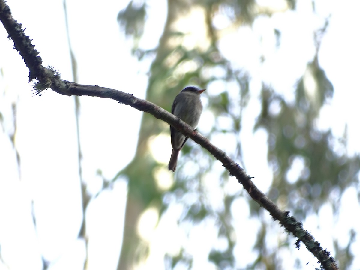Southern Tropical Pewee - ML638271239