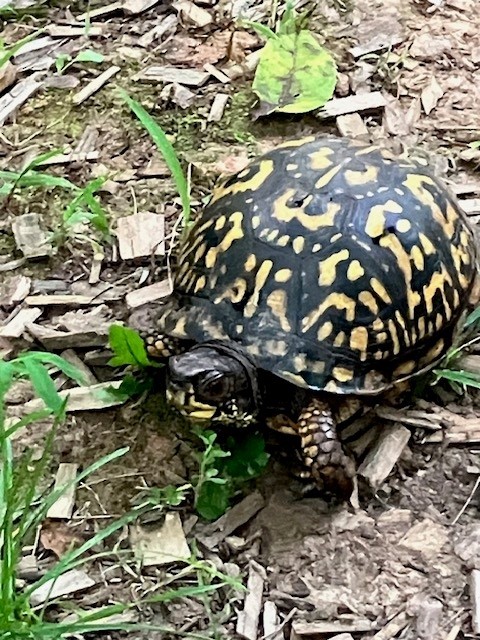 Eastern Box Turtle - ML638271243