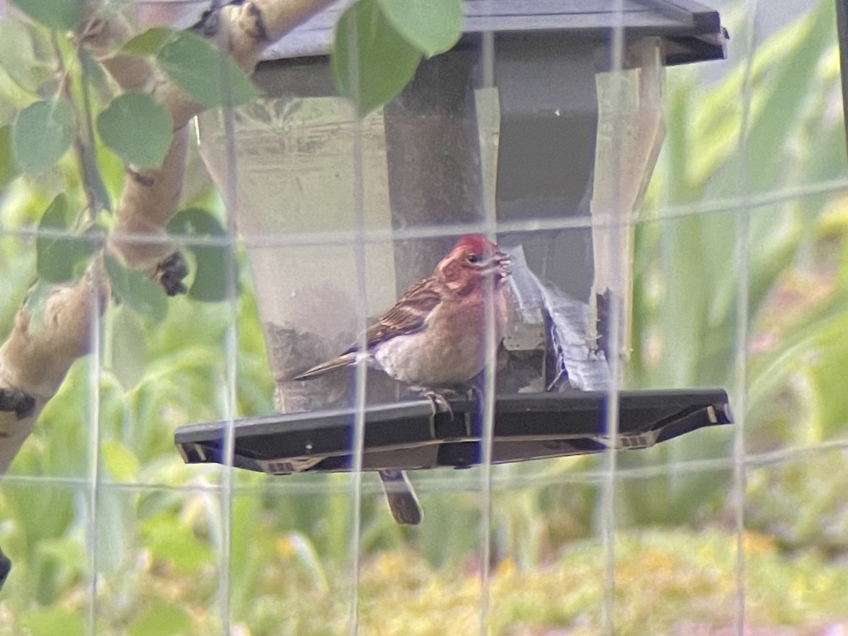 Cassin's Finch - ML638271254