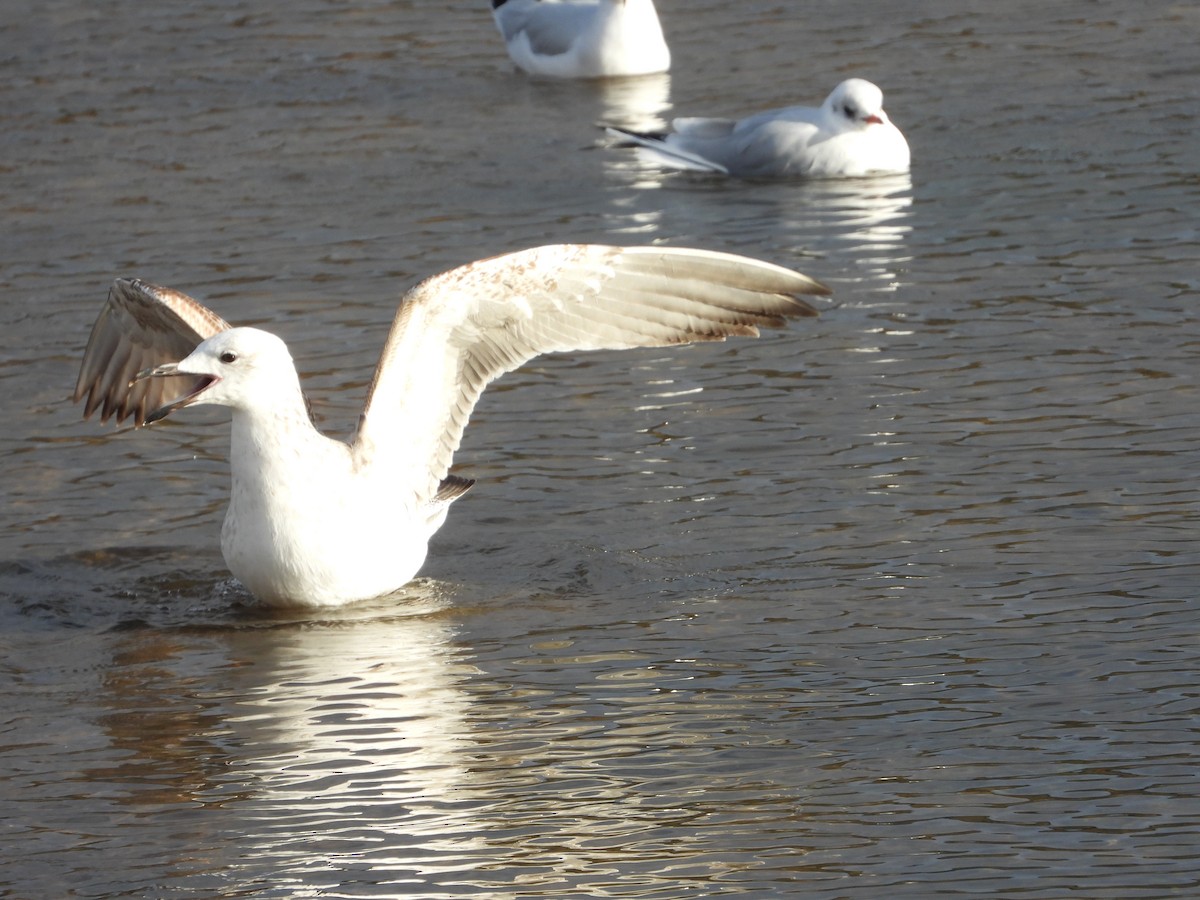 Caspian Gull - ML638271255