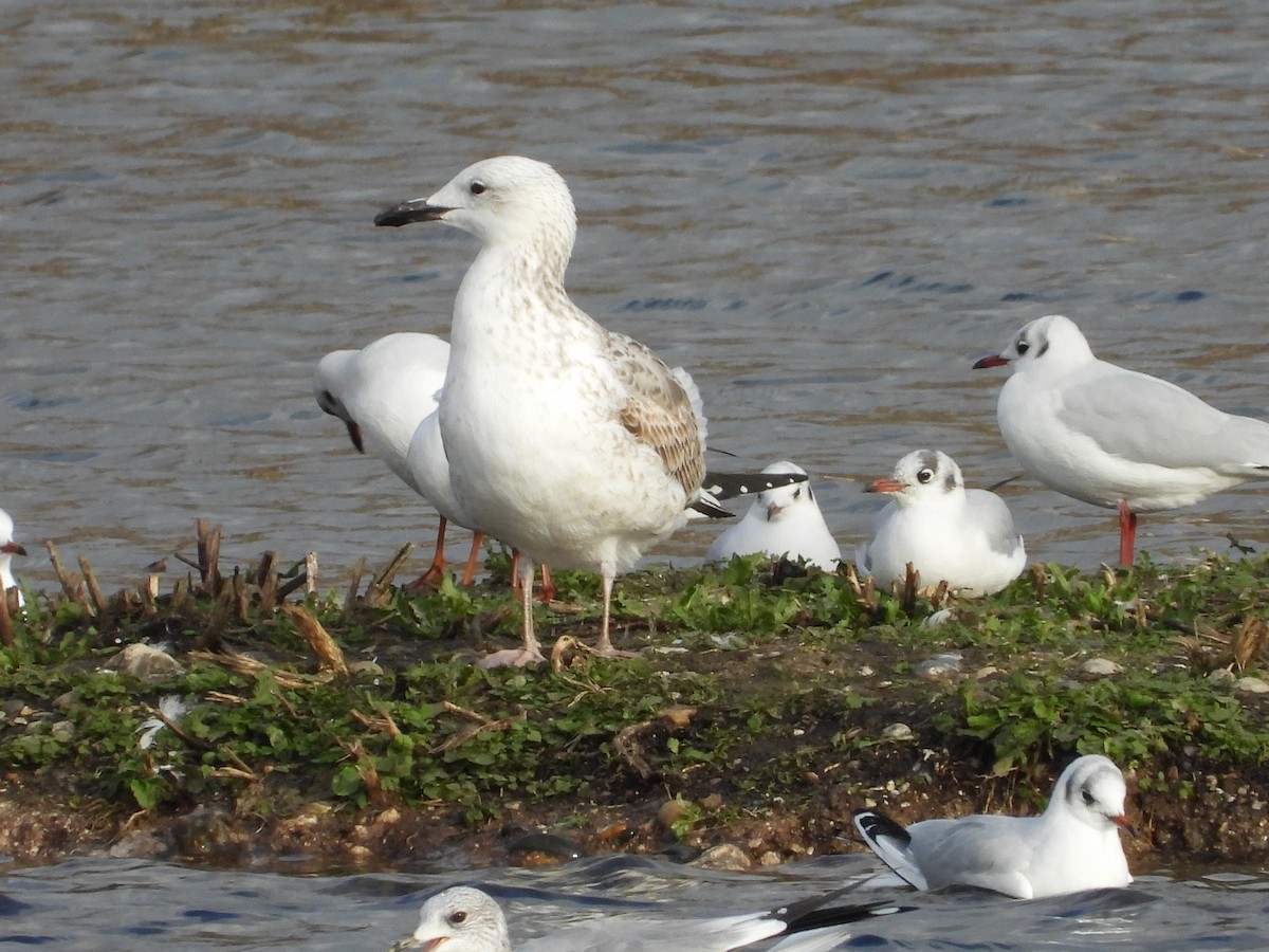 Caspian Gull - ML638271256