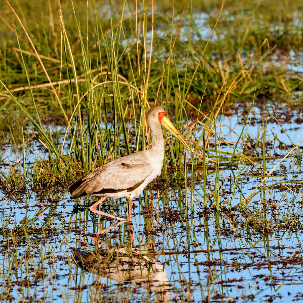 Yellow-billed Stork - ML638271272