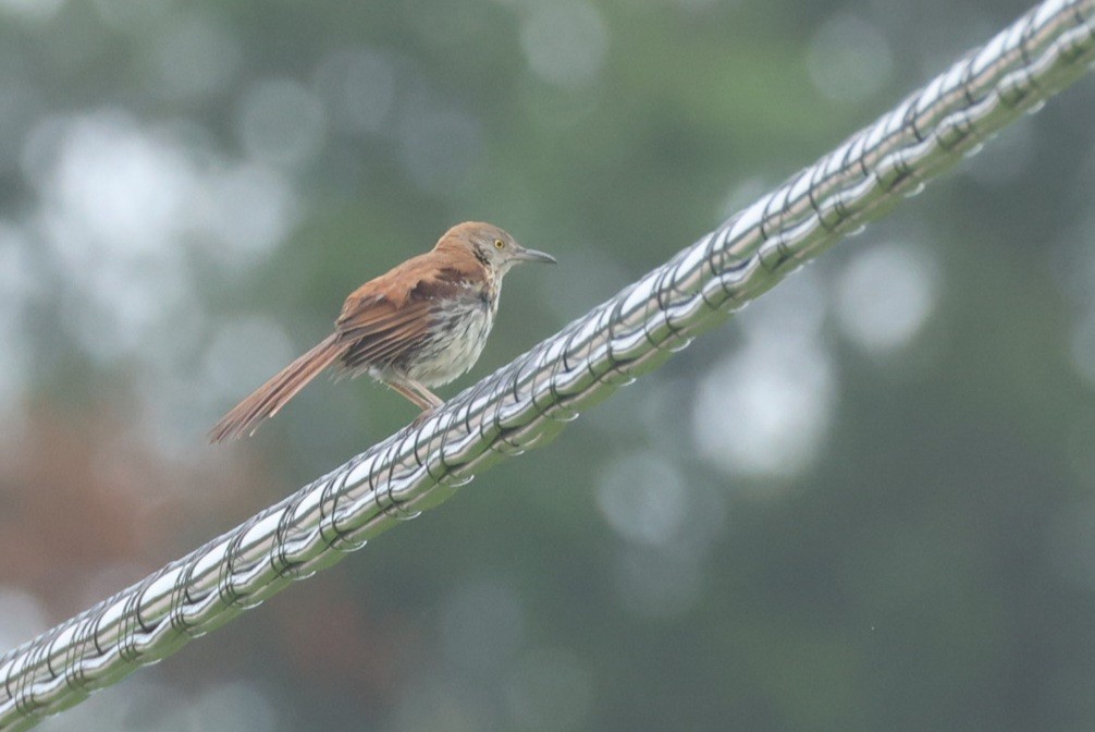 Brown Thrasher - ML638271273