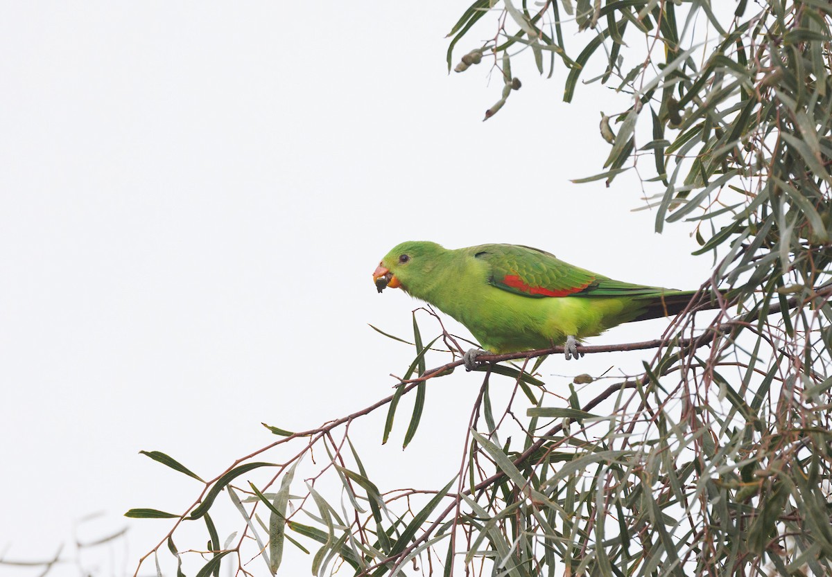 Red-winged Parrot - ML638271276