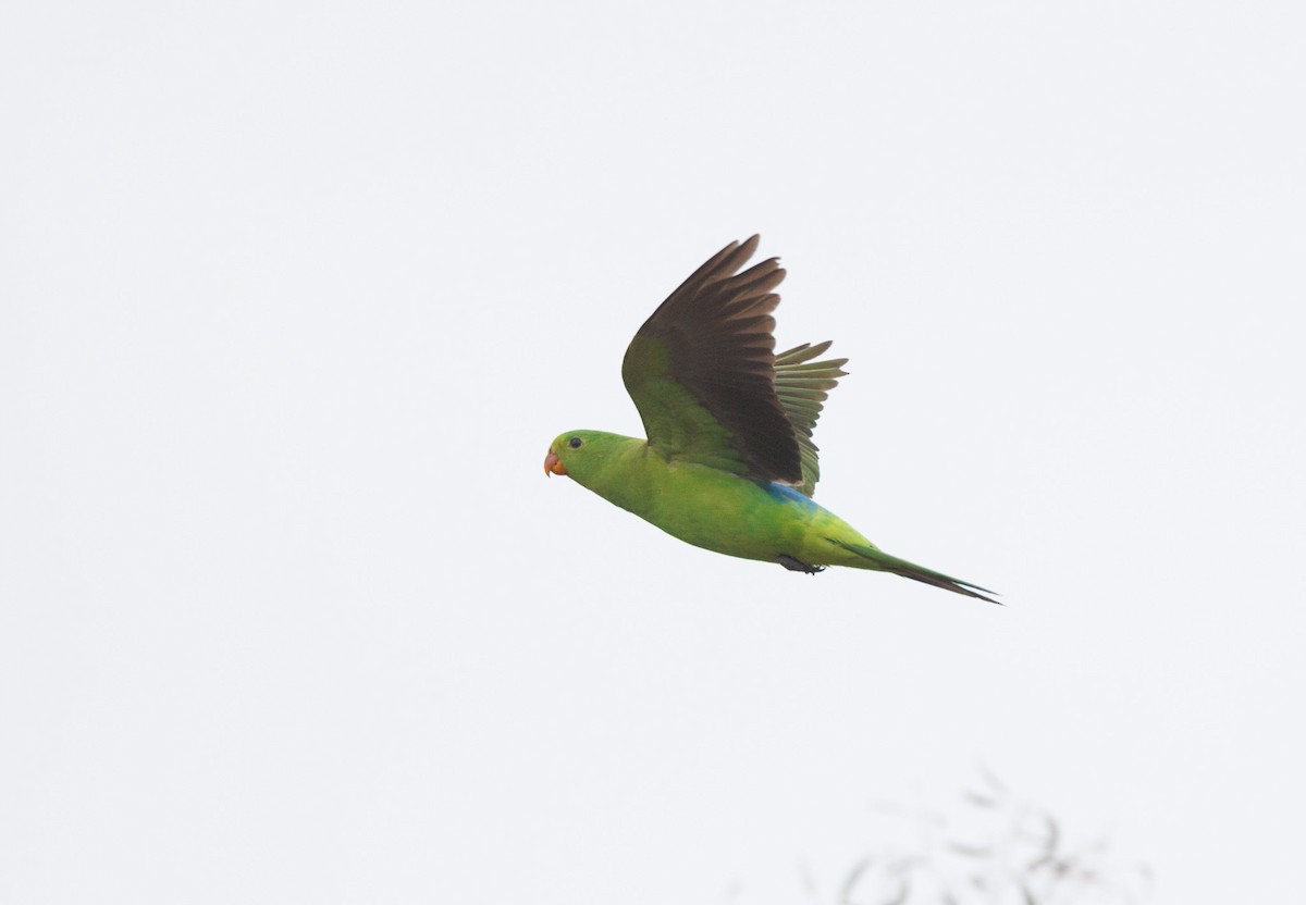 Red-winged Parrot - ML638271277
