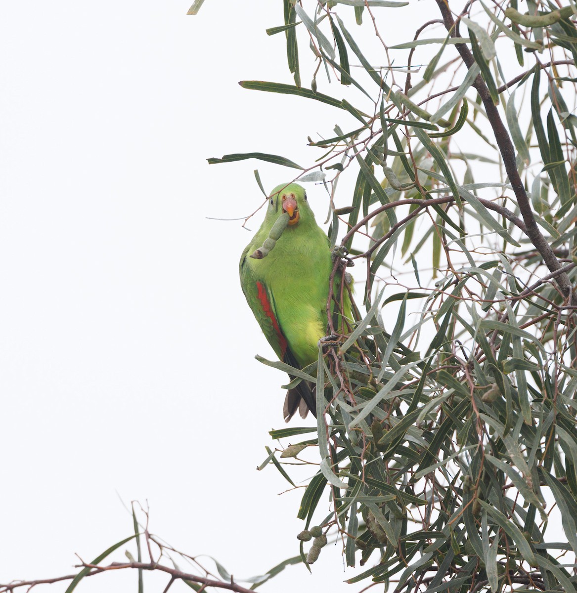 Red-winged Parrot - ML638271278