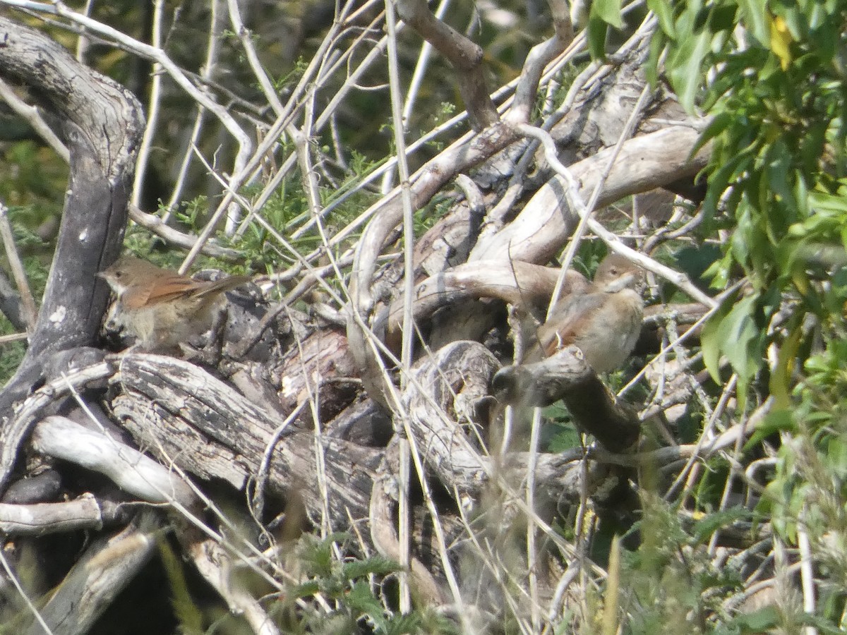 Greater Whitethroat - ML638271281