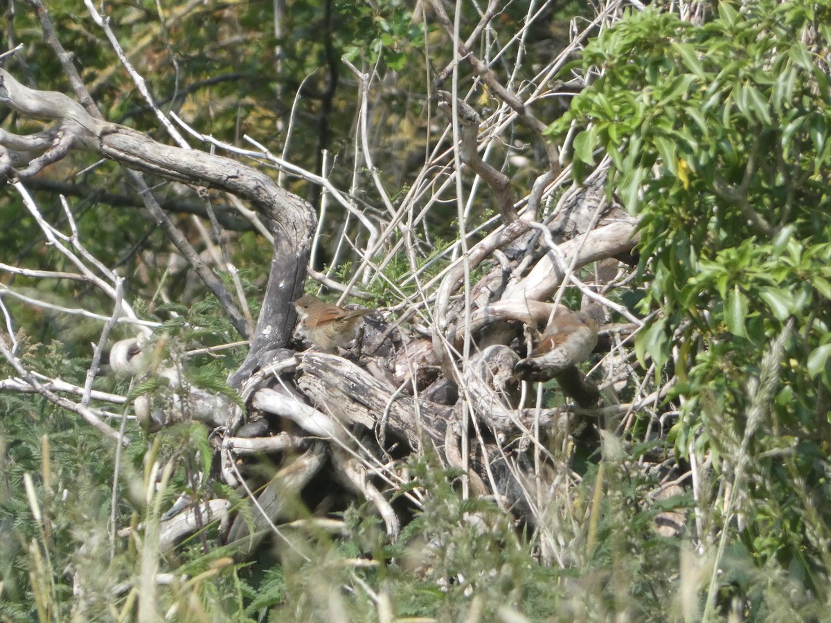 Greater Whitethroat - ML638271283