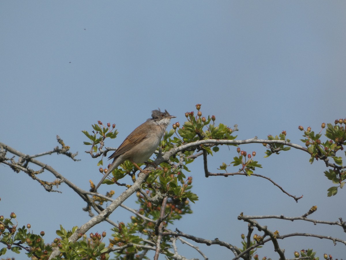 Greater Whitethroat - ML638271284