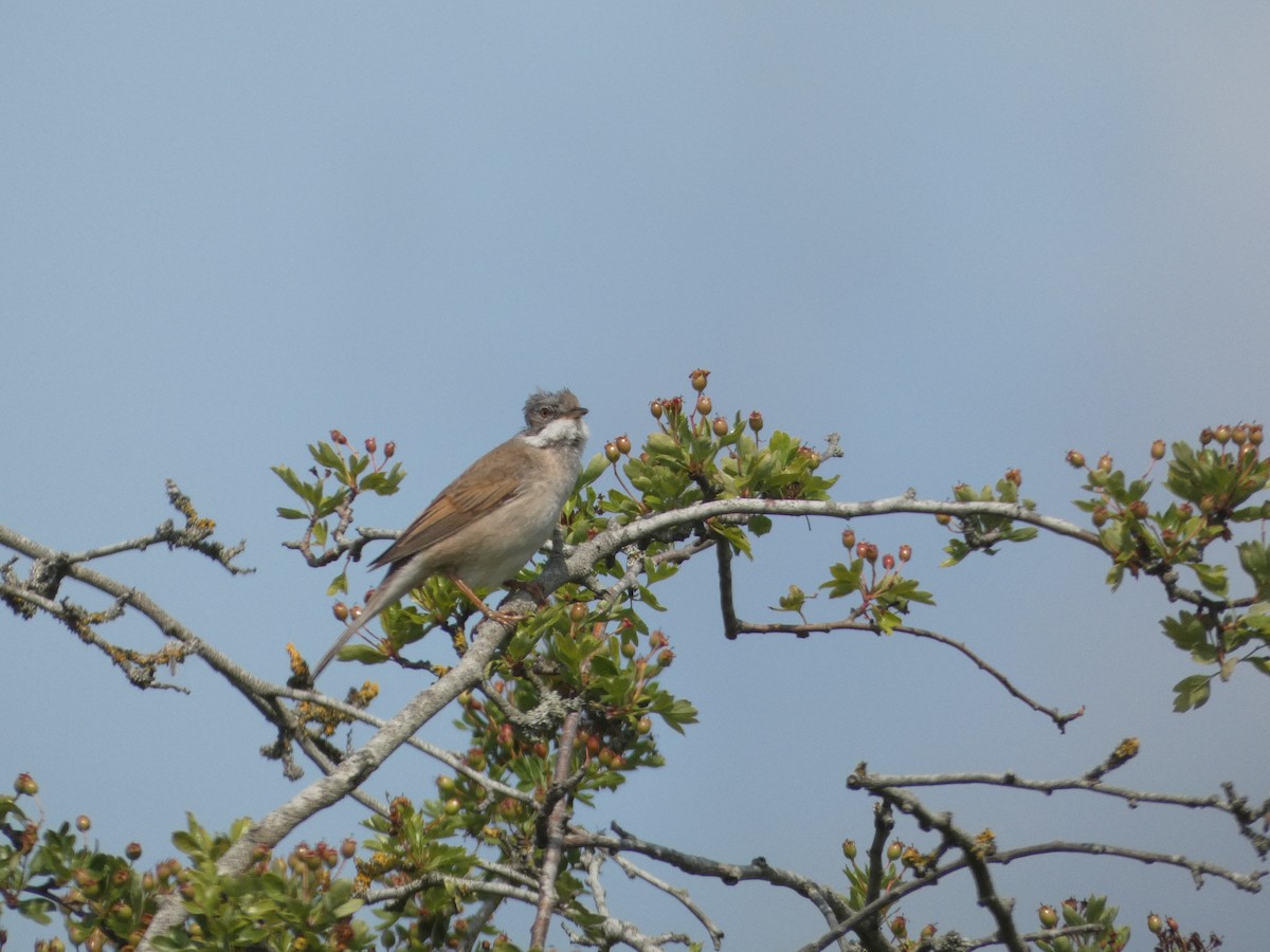 Greater Whitethroat - ML638271285
