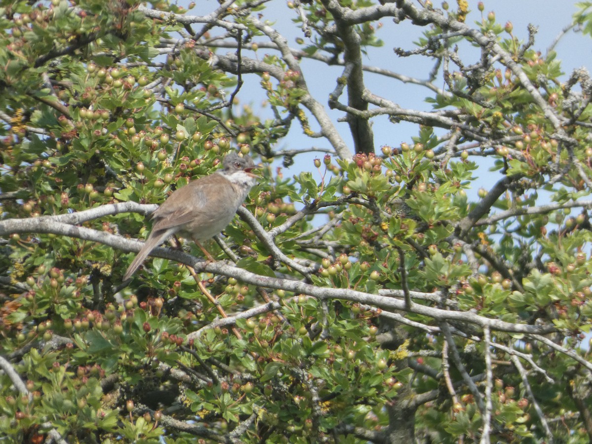 Greater Whitethroat - ML638271286