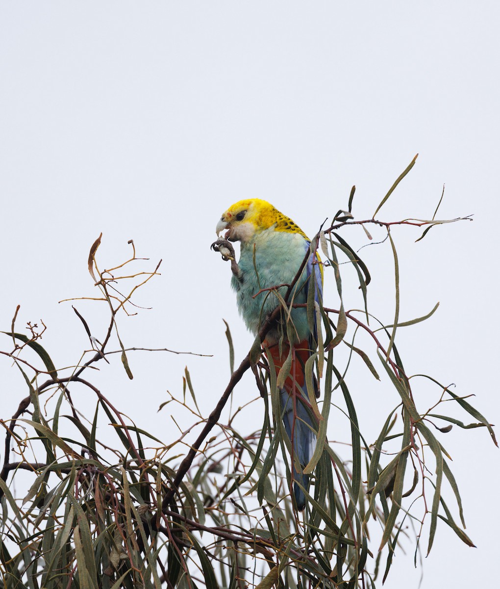 Pale-headed Rosella - ML638271289