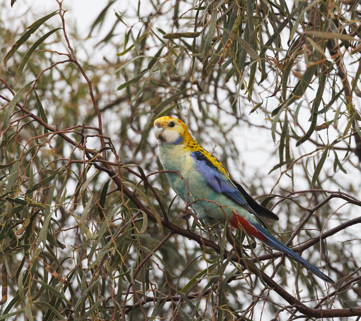 Pale-headed Rosella - ML638271290