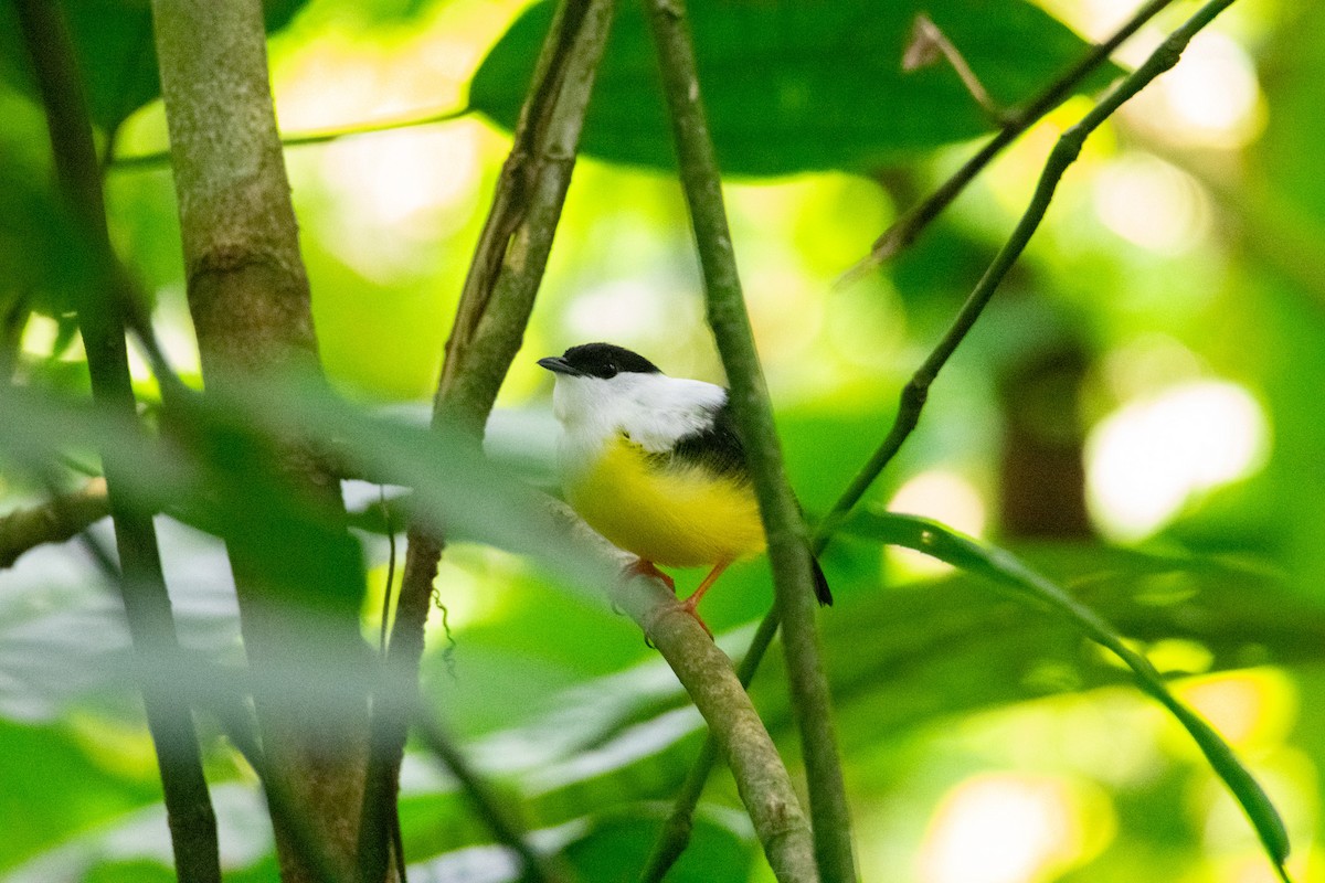 White-collared Manakin - ML638271292