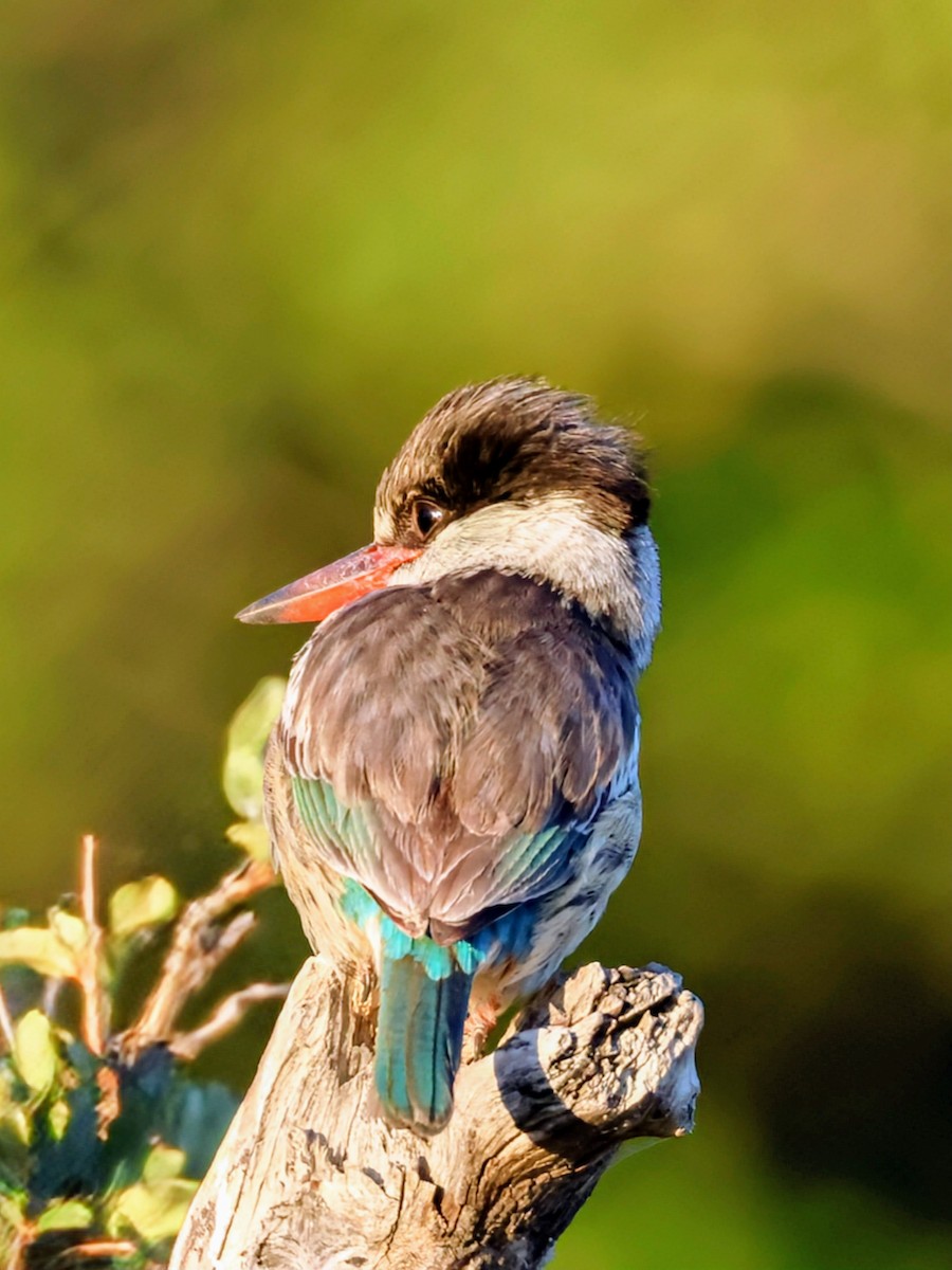 Striped Kingfisher - ML638271311