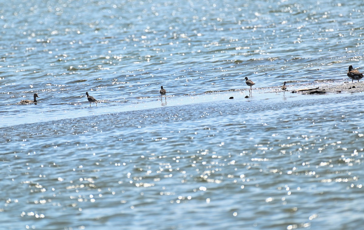 Greater Yellowlegs - ML638271321
