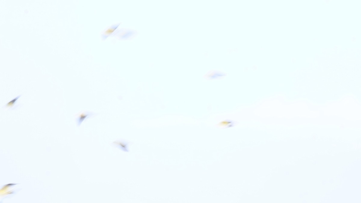 White-bellied Green-Pigeon - ML638271328