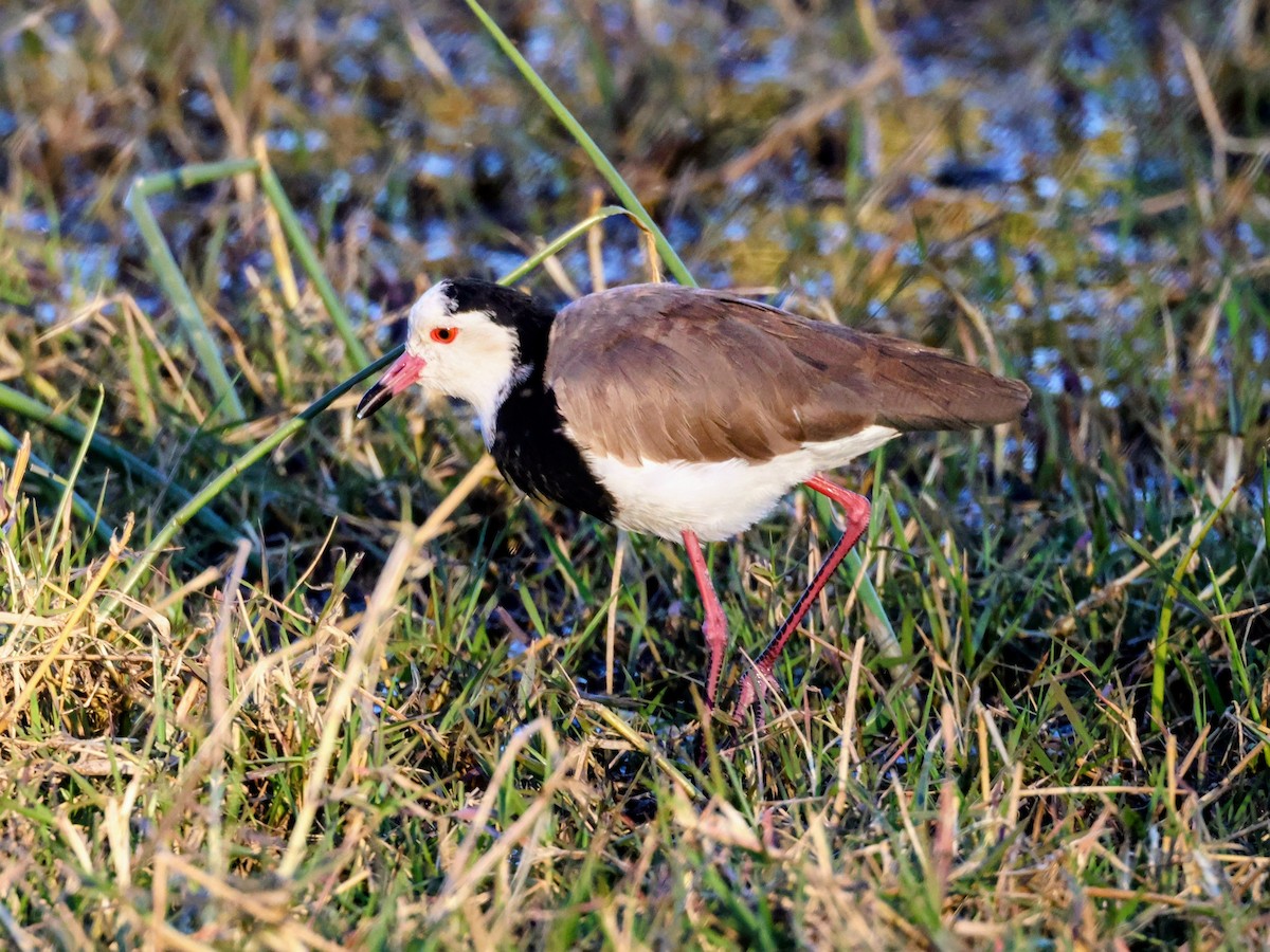 Long-toed Lapwing - ML638271329