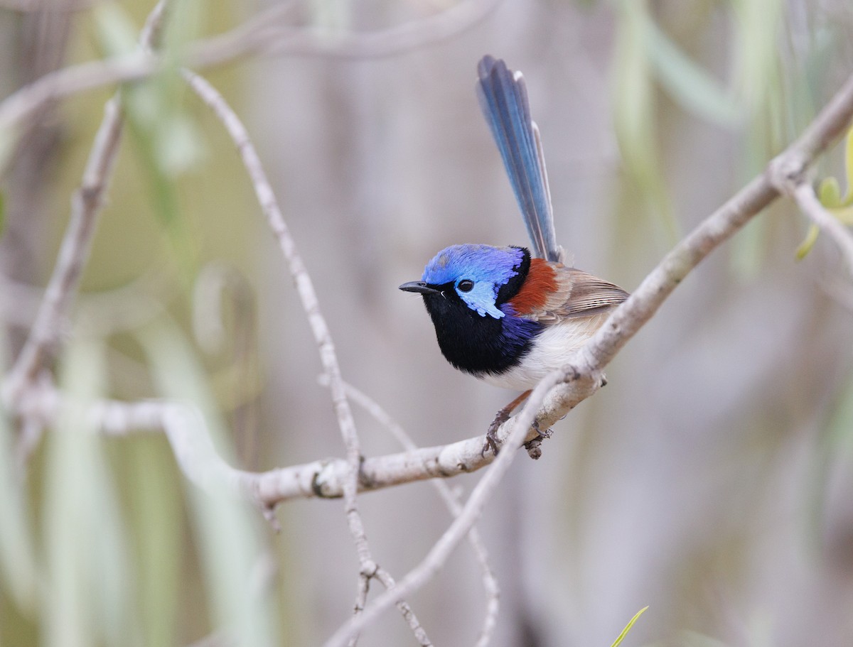 Purple-backed Fairywren - ML638271338