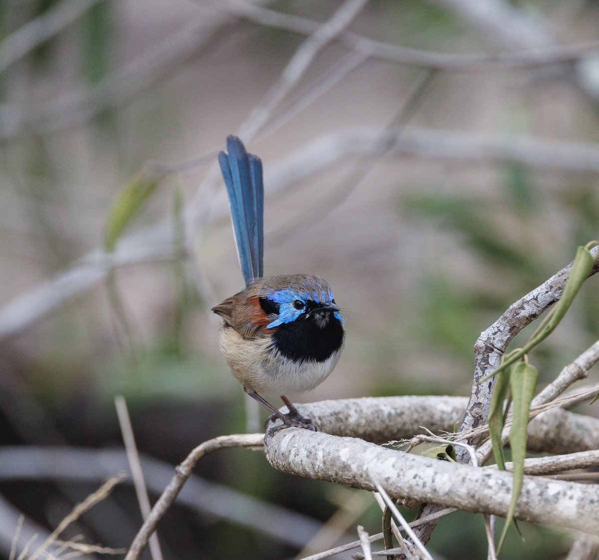 Purple-backed Fairywren - ML638271339
