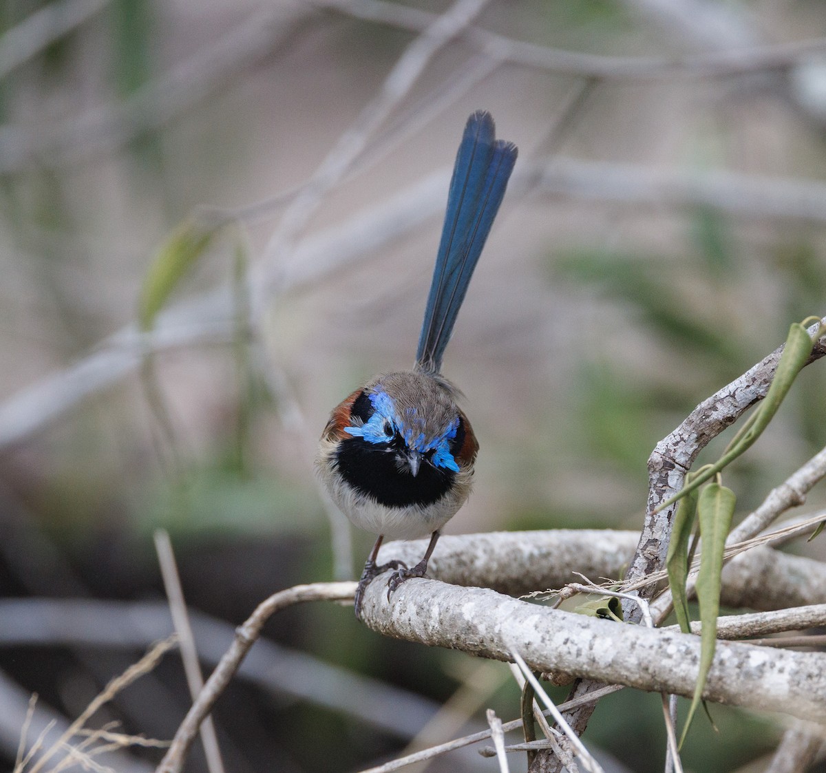 Purple-backed Fairywren - ML638271340