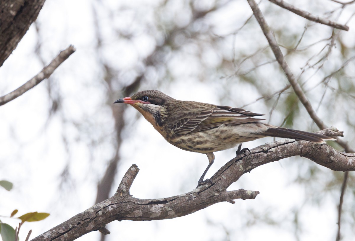Spiny-cheeked Honeyeater - ML638271347