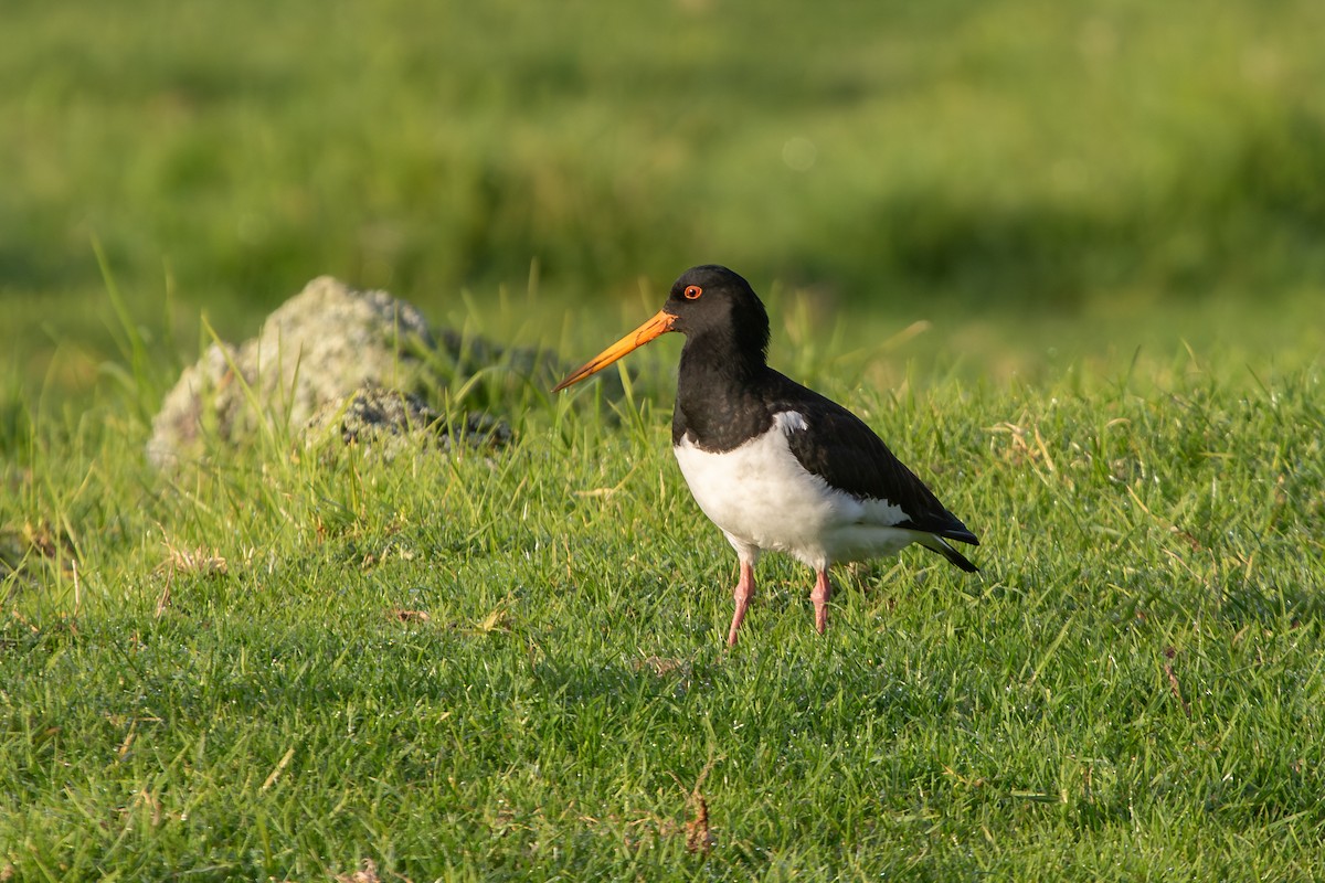 South Island Oystercatcher - ML638271354