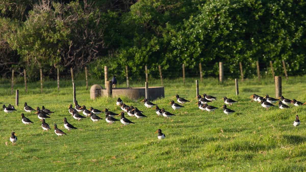 South Island Oystercatcher - ML638271357