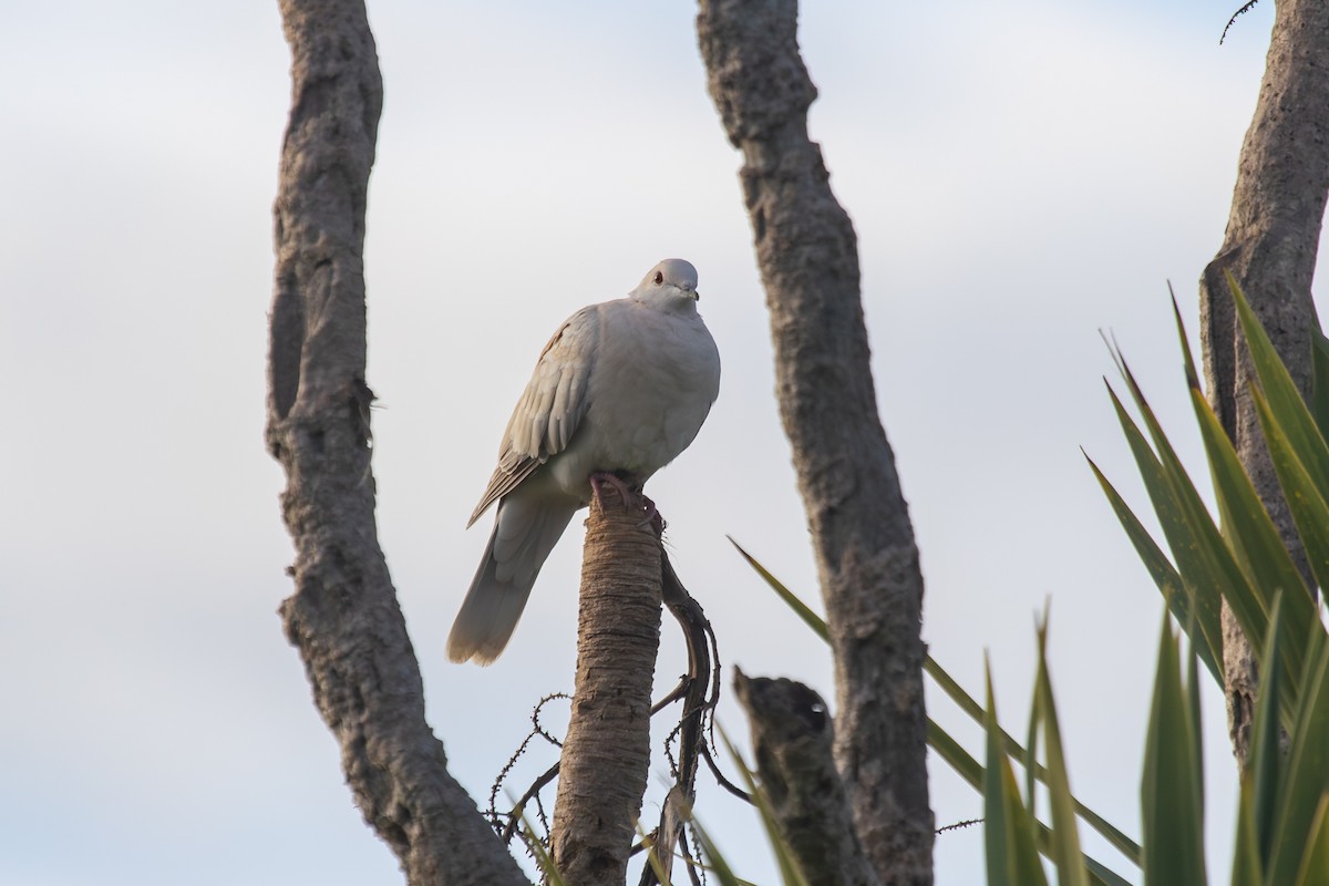 African Collared-Dove - ML638271364