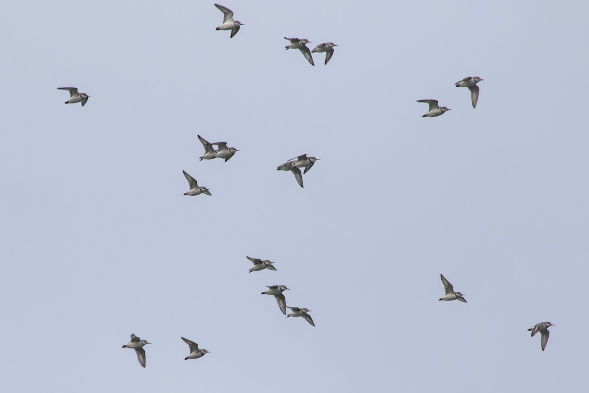 Wrybill - ML638271371