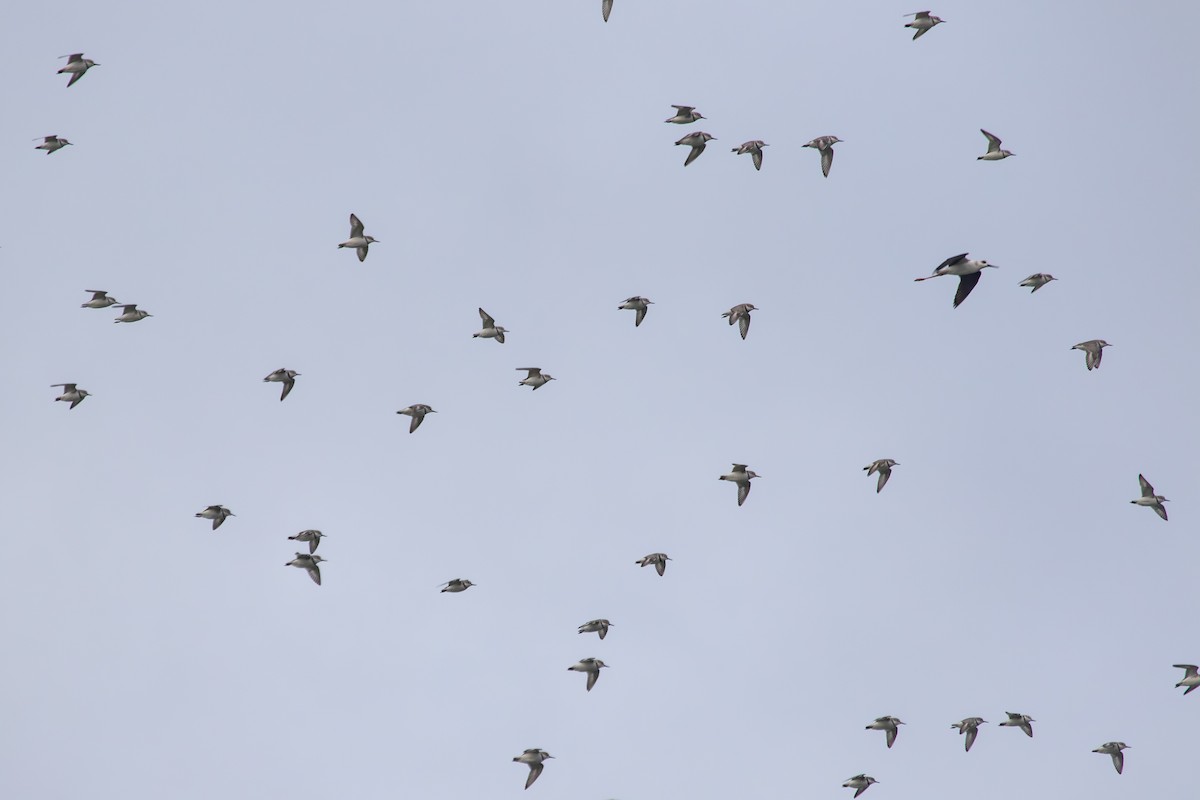 Wrybill - ML638271372
