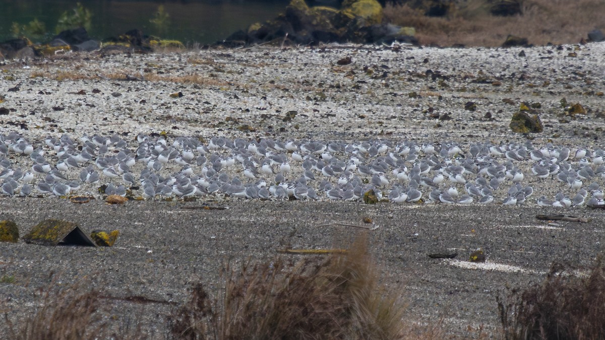 Wrybill - ML638271373