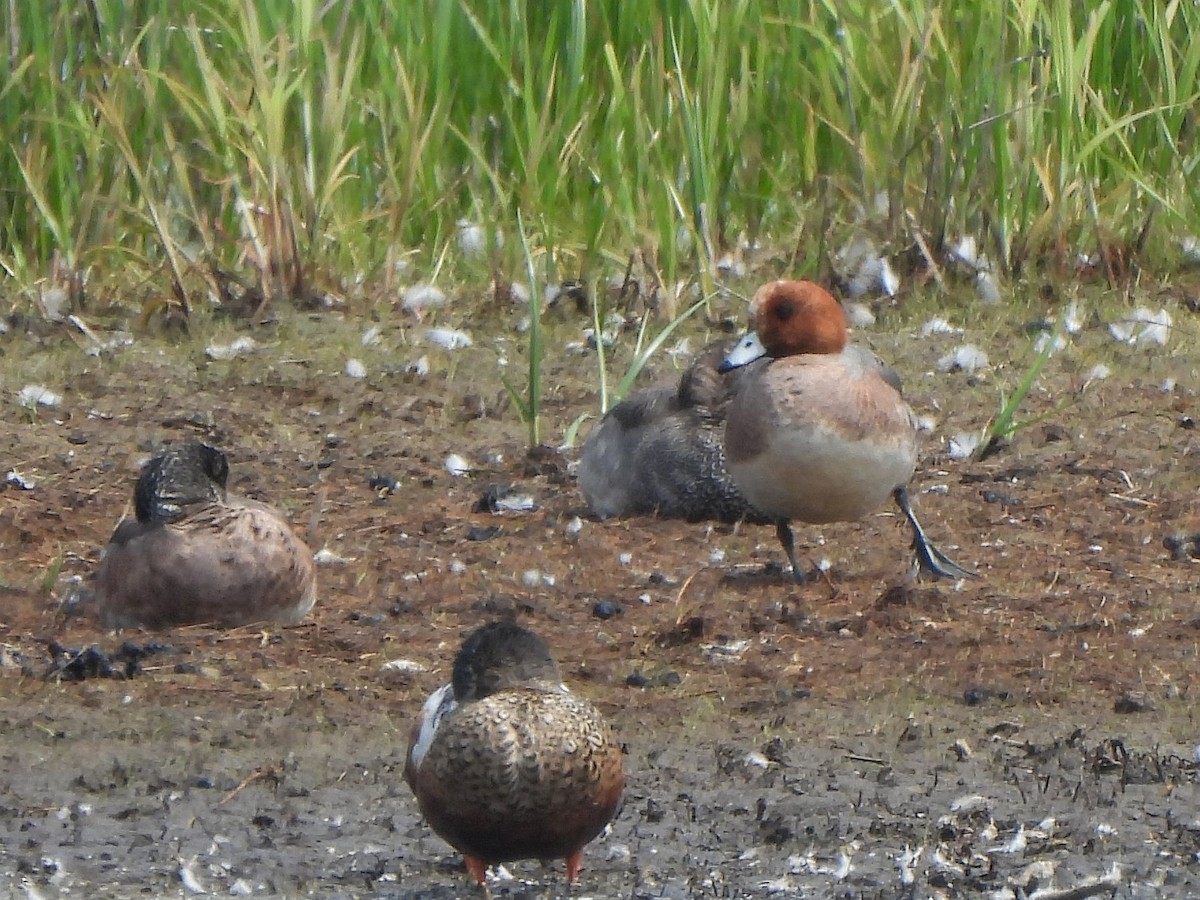 Eurasian Wigeon - ML638271378