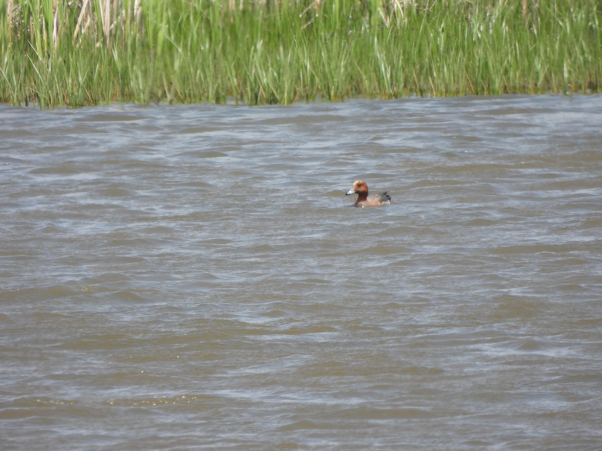 Eurasian Wigeon - ML638271379