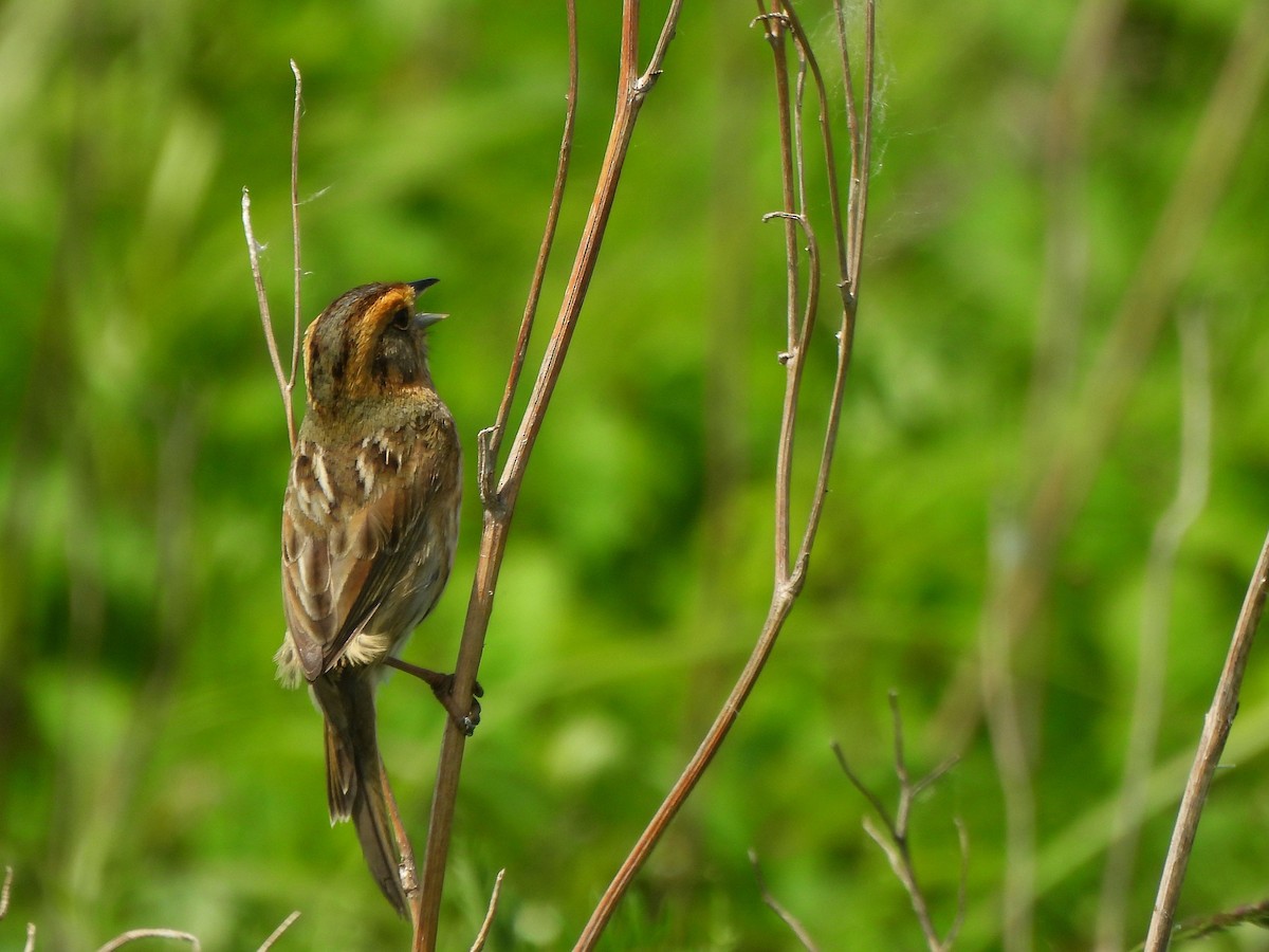 Nelson's Sparrow - ML638271390