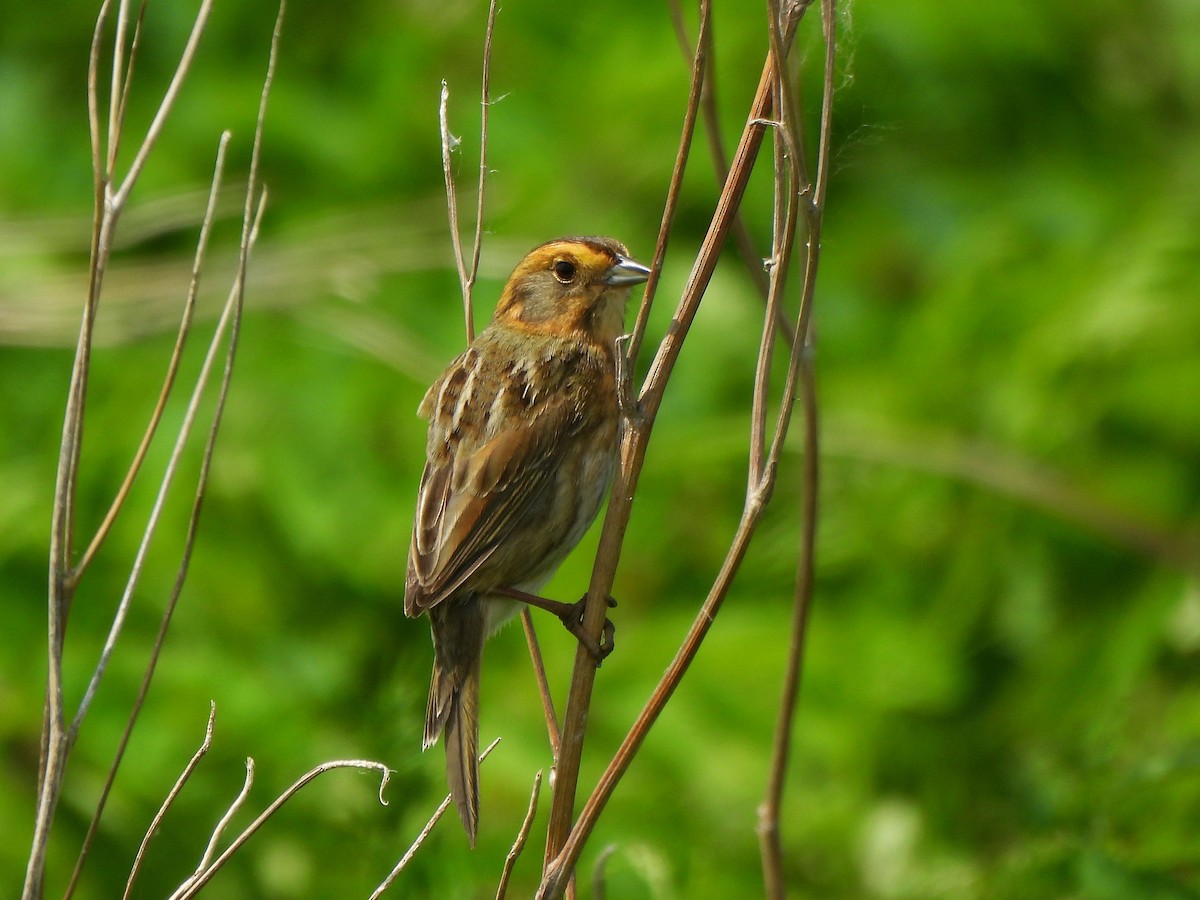 Nelson's Sparrow - ML638271391