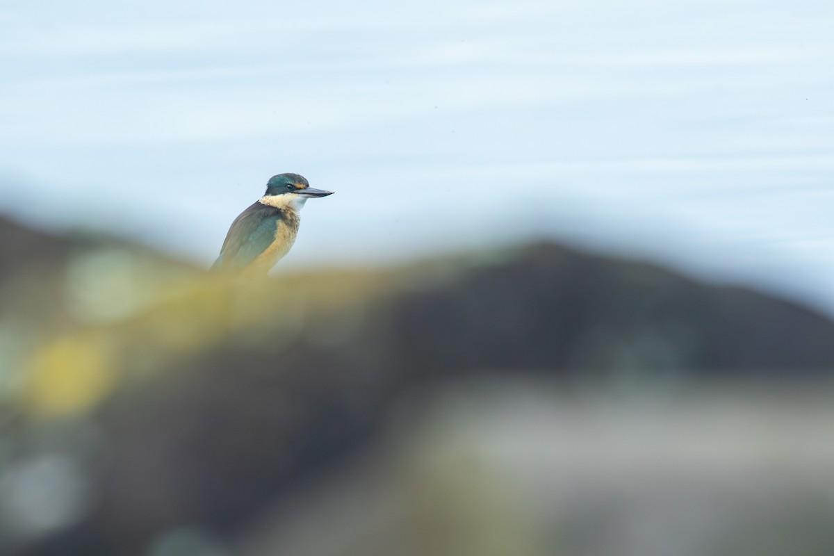 Sacred Kingfisher - ML638271395