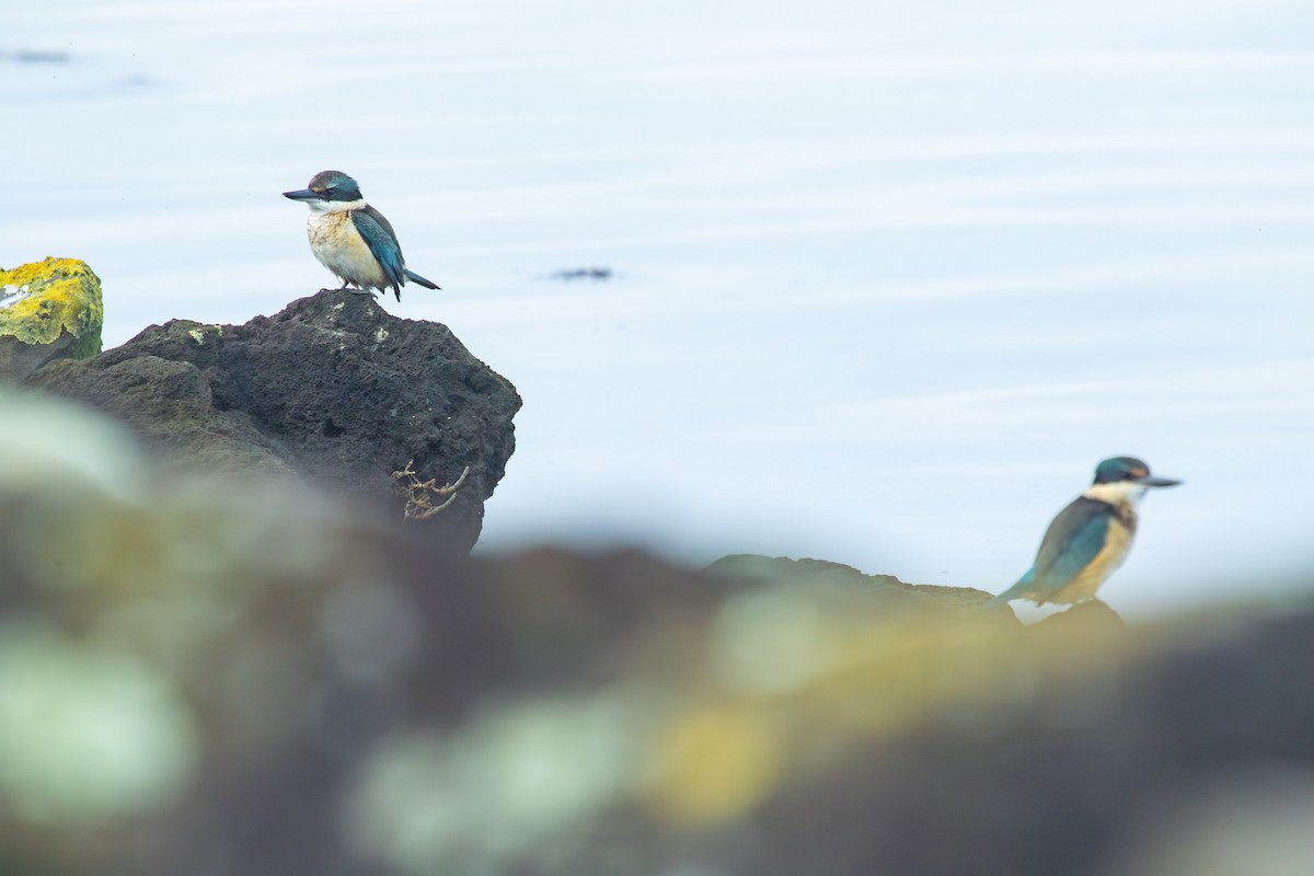Sacred Kingfisher - ML638271396