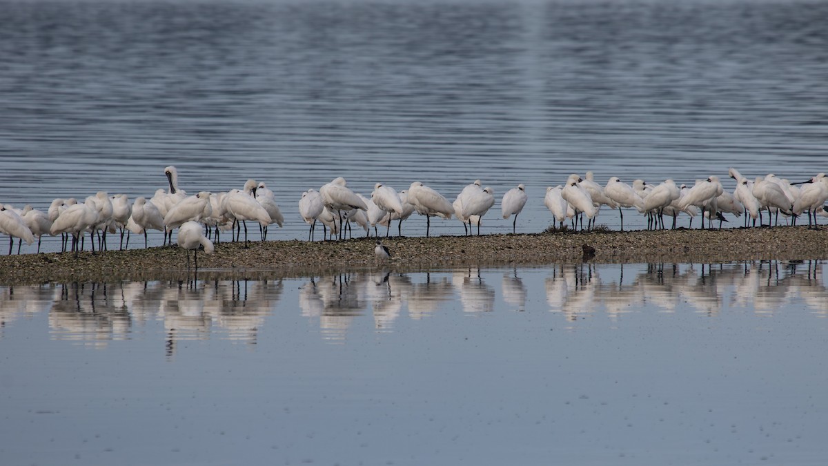 Royal Spoonbill - ML638271401